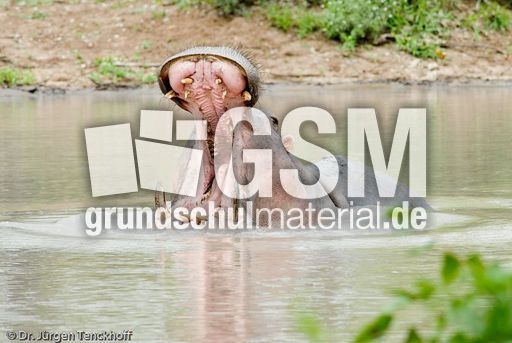 Flusspferd (98 von 104).jpg